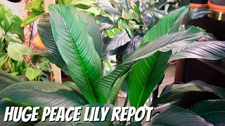 repotting my HUGE sensation peace lily and care tips