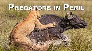Predators in Peril TEASER
