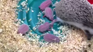 Hedgehog and her babies  Part 1