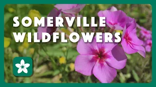 Somerville Wildflowers - Postcard From Texas