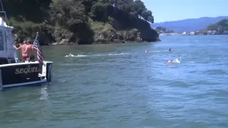 Shark Attack - San Francisco Bay