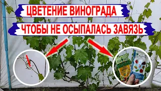 🍇 Цветение винограда! Чтобы НЕ ОСЫПАЛАСЬ ЗАВЯЗЬ нужен ЭТОТ препарат и ПРИЩИПКА ВЕРХУШЕК ЭТИХ побегов