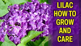 Lilac – How to grow and care for it
