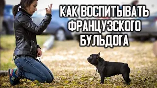 Как ВОСПИТЫВАТЬ французского бульдога