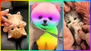 The Cutest Mini Pomeranians in the World 😍 Chó Phốc Sóc Mini Dễ Thương Nhất Thế Giới 🐾 #508