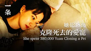 【EngSub】She spent 380,000 yuan cloning her dead pet 她花38萬克隆死去的愛寵