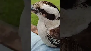 Wild kookaburra sits on knee! #shorts #birds #kookaburra #godscreature #funnybirds #tamebirds