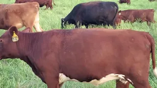 Greg Judy discusses his methods of turning cropped fields into lush pasture