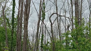 Hack n Squirt Experiment on Black Locust