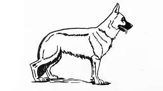 Dog Week: How to draw a German Shepherd dog