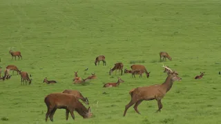 Red Deer Rutting season (Killarney National Park)