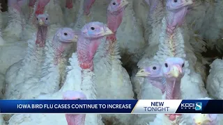 Bird flu cases continue to increase across Iowa