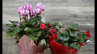 Caring for florist cyclamen - Tips for Growing Cyclamen Plants