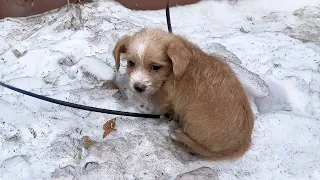 -10 degrees, puppy trembling in the snow, owner separated him from his mother