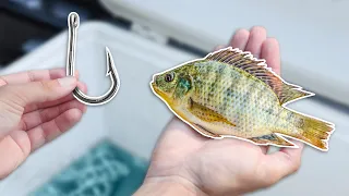 GIANT Livebait Catches HUGE Fish! (Bank Fishing)