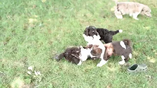 Henry Hershberger's Mini Aussie Doodle pups