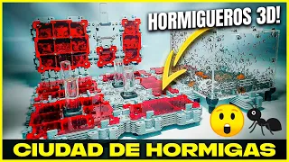 HE CREADO UNA NUEVA CIUDAD DE HORMIGAS