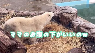 寝わら騒動その①ママのお腹の下をGETしたいw男鹿水族館GAOのホッキョクグマ親子ʕ•ᴥ•ʔユキ＆フブキ