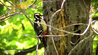 Woodpecker hunting