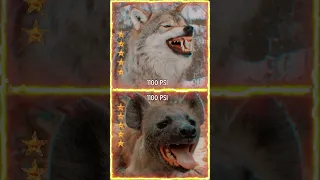 Wolves VS Hyenas