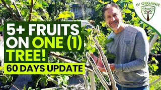 GRAFTING SUCCESSES |  2 Month Follow-Up  |  5+ Fruits (FIG Varieties) On ONE (1) TREE