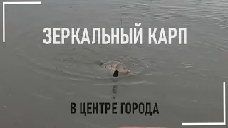 ЗЕРКАЛЬНЫЙ КАРП В ЦЕНТРЕ ОМСКА (Сезон 2021) Рыбалка на Иртыше.