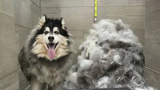 Husky dog EXTREME Grooming Makeover: 6 Hour Transformation! 😳