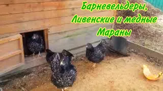 Осталось  три породы,Барневельдер, Маран черно-медный,Ливенская  ситцевая.