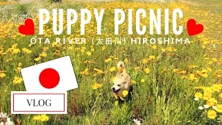 Puppy Picnic @ 太田川 | JAPAN VLOG