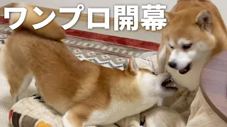 【柴犬多頭飼い】必死に吠える柴犬がおもしろすぎました