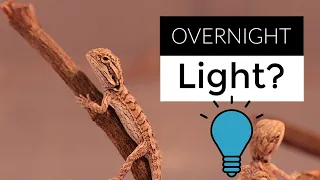 Do Bearded Dragons Need Night-Time Lights?