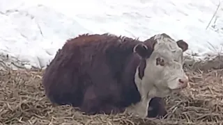 Cute cows