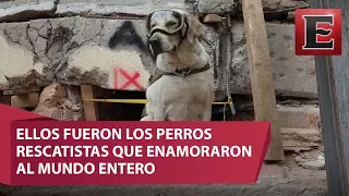 Perros rescatistas, los héroes de cuatro patas / Especial 19S, Los Héroes