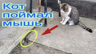 Кот поймал мышь и играет с ней. The cat has caught a mouse and is playing with it.