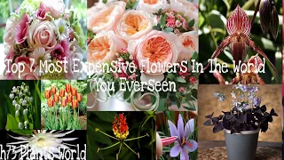 Top 7 Most Expensive Flowers In The World You  Everseen