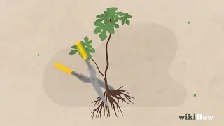 How to Start A Bonsai Tree