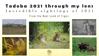 2021 Safari Highlights II Tadoba Tiger Reserve