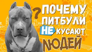 Почему Питбуль НЕ кусает людей // Порода Американский Питбультерьер и Стаффордширский Терьер