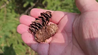 ID That Tree: White Spruce