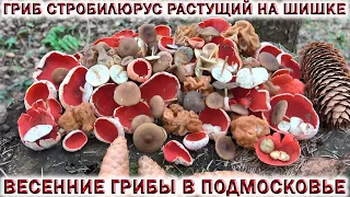 ❗СТРОБИЛЮРУС СЪЕДОБНЫЙ👉ГРИБ РАСТУЩИЙ НА ШИШКЕ.🍄Весенние грибы в Подмосковье.💥Обнаружил Бункер в лесу