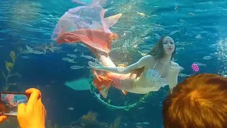 63아쿠아플라넷 인어쇼 63aquaplanet 🧜‍♀️ mermaid show