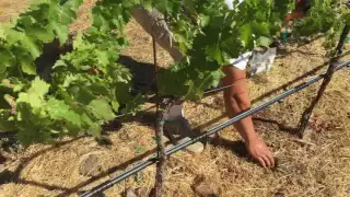 NPK Values and Fertalizing Your Residential Vineyard Without an Injector