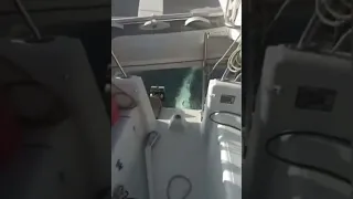 😱 Касатки атаковали яхту в акватории Португалии