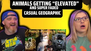 Animals Getting “Elevated” and Super Faded @mndiaye_97 | HatGuy & @gnarlynikki React