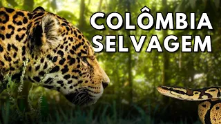 MARAVILHAS DA COLÔMBIA l Criaturas Estranhas e Lugares Inexplorados