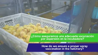 Hatchery Vaccination