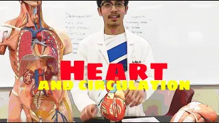 A&P II - Lab 2: Heart and Circulation