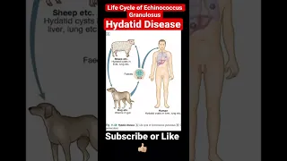 Hydatid Disease | Life Cycle of Echinococcus Granulosus