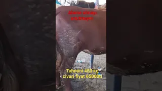 Vezirköprü samsun kurban pazarı #kurban