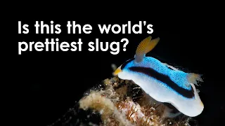 Nudibranch, The World's Prettiest Slugs - Meet the Locals [Great Barrier Reef]